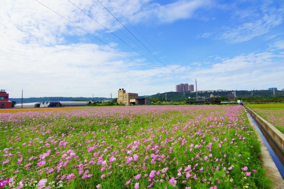 【2016桃園花彩節大溪場】百頃花田繽紛綻放！2016/11/12~2016/11/20