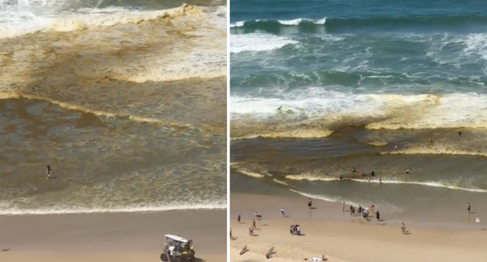 Image of the brown on the shore of the beach. 