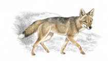 <p>The Falkland Islands wolf went extinct in the late 1800s and was also known as the Antarctic wolf and the Falkland Islands fox.</p><p>These wolves were native to the Falklands off of Argentina and were quite isolated from the world until humans reached the islands and hunted them (kind of easily because the wolves were so friendly).</p><p>Scientists believe these wolves fed on penguins and other ground-nesting birds in addition to seal pups.</p><p><strong>Cause of Extinction:</strong> hunting.</p>