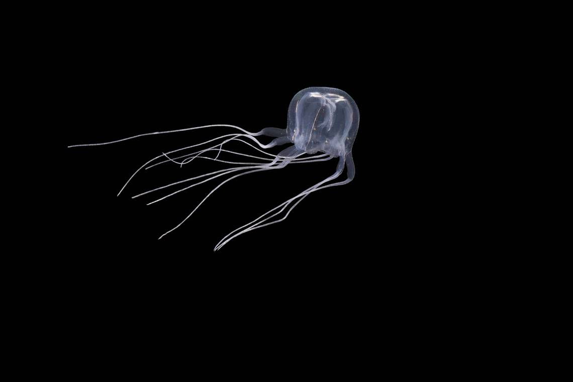 The new species of jellyfish, Tripedalia maipoensis.