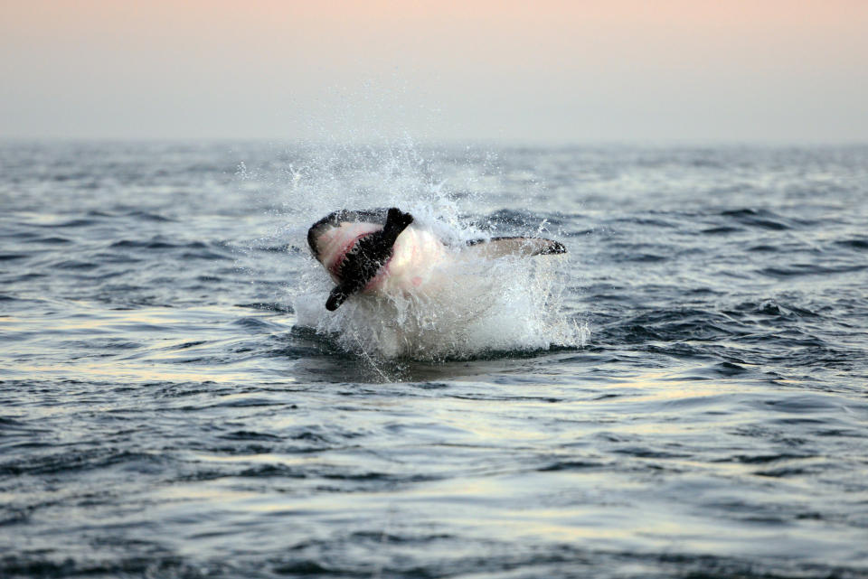 A great white shark leaps out of the ocean, splashing water around. The background shows a calm sea and the horizon