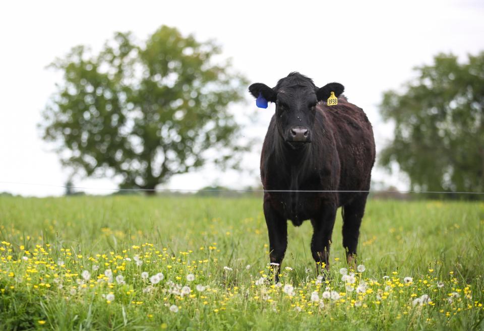 The Oak Hollow Angus cattle farm in Smiths Grove, Ky. breeds around 400 angus cows a year. They sell around 100 females and sell 100 bulls to other farms. The eighth-generation family farm also sells beef for the Kentucky Cattlemen's Ground Beef which is sold at Kroger.