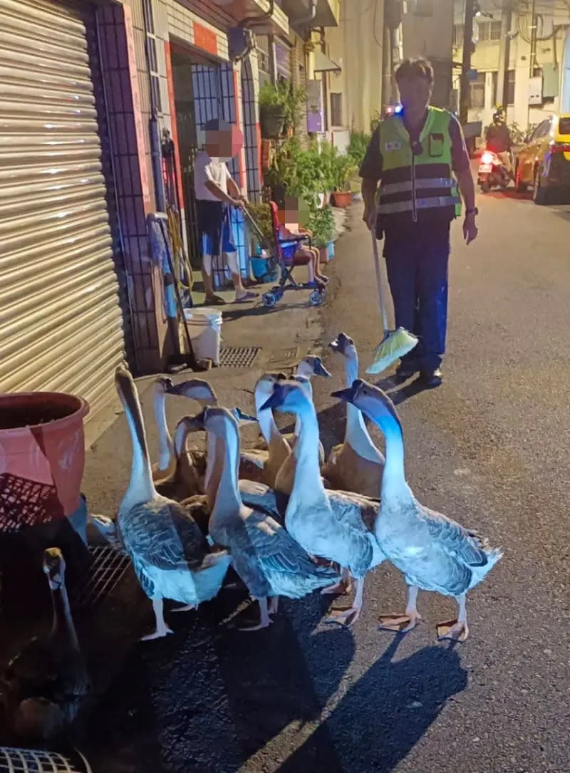 ▲警員拿著民眾提供的掃帚暫時控制鵝群。（圖／台中市警局提供，2024.05.10）