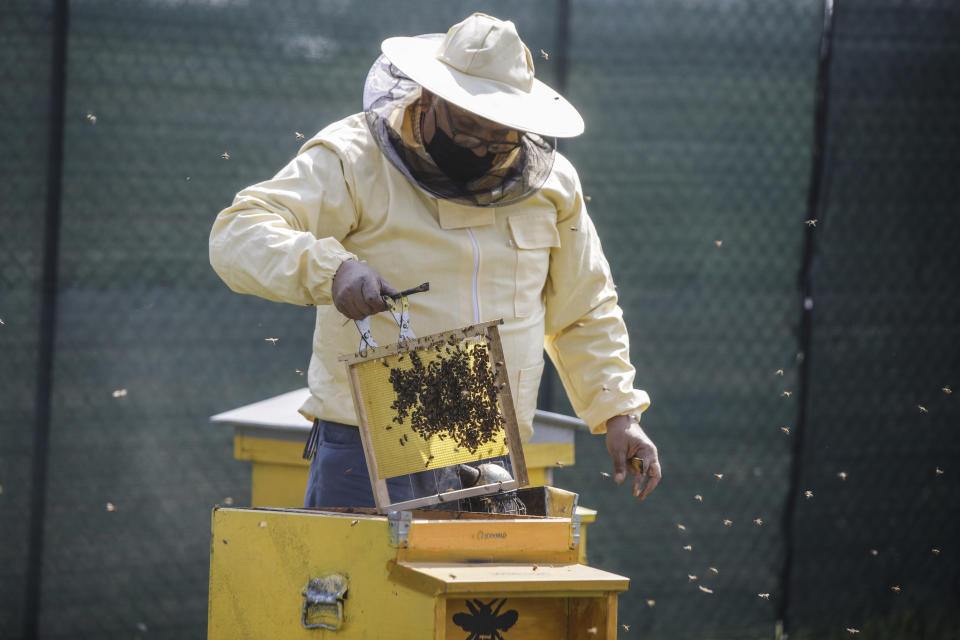 Beekeeper Francesco Capoano moves a frame from a hive at an apiary in Milan, Italy, Thursday, April 22, 2021. A bee collective is introducing 17 new colonies to their new hives on Earth Day, bringing to 1 million Milan's population of honey bees housed in boxes specially designed by artists throughout the city. The seven-year-old project is aimed at educating the public about the importance of bees to the environment, while boosting their population and providing a sweet treat of honey. It is billed as the biggest urban bee collective in Europe. (AP Photo/Luca Bruno)