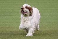 2020 Westminster Kennel Club Dog Show at Madison Square Garden in New York City