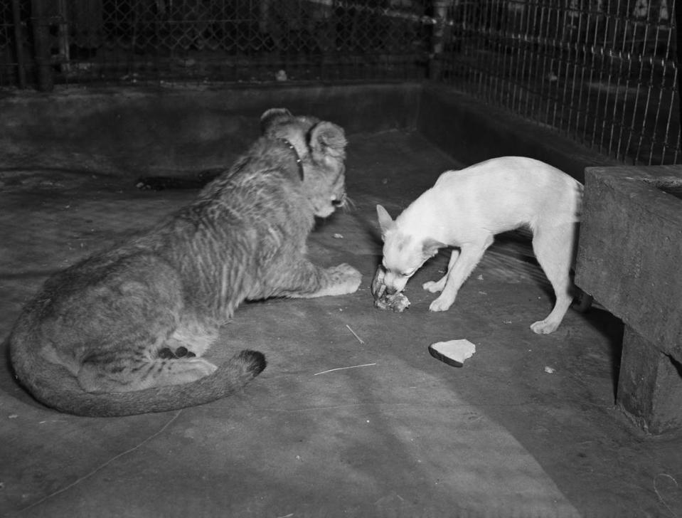 March 2, 1940: Strange playmates at the Forest Park Zoo are “Pedro,” the pup and “Sammie,” the lion. The animals grew up together in the home of Mrs. Willard Price and remain friends now, even at mealtime. The little fellows nursed out of the same bottle and gnaw off the same bone now that they are 7 months old.
