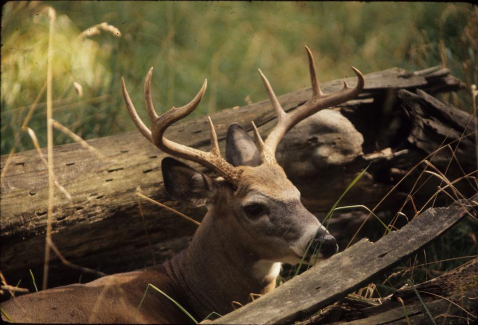 Buck with antlers, resting between logs, to conceal himself during the day.