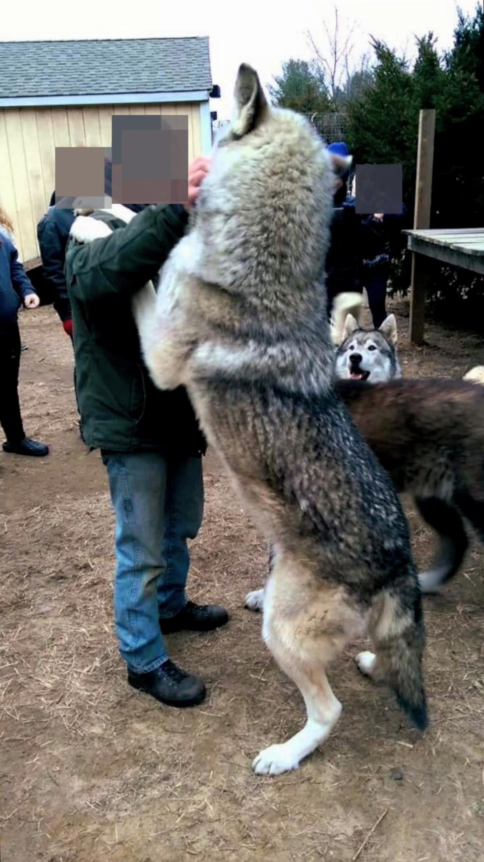 wolf on its hind legs standing taller than a human