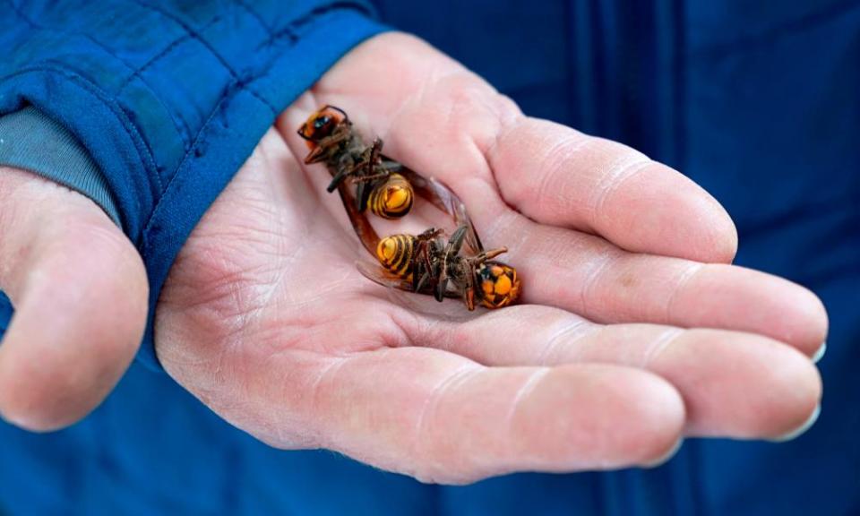 A Washington state department of agriculture worker holds two of the dozens of Asian giant hornets vacuumed from a tree.