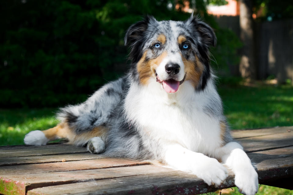 Der Australian Shepherd begeistert durch sein außergewöhnliches Erscheinungsbild. (Bild: Getty Images)