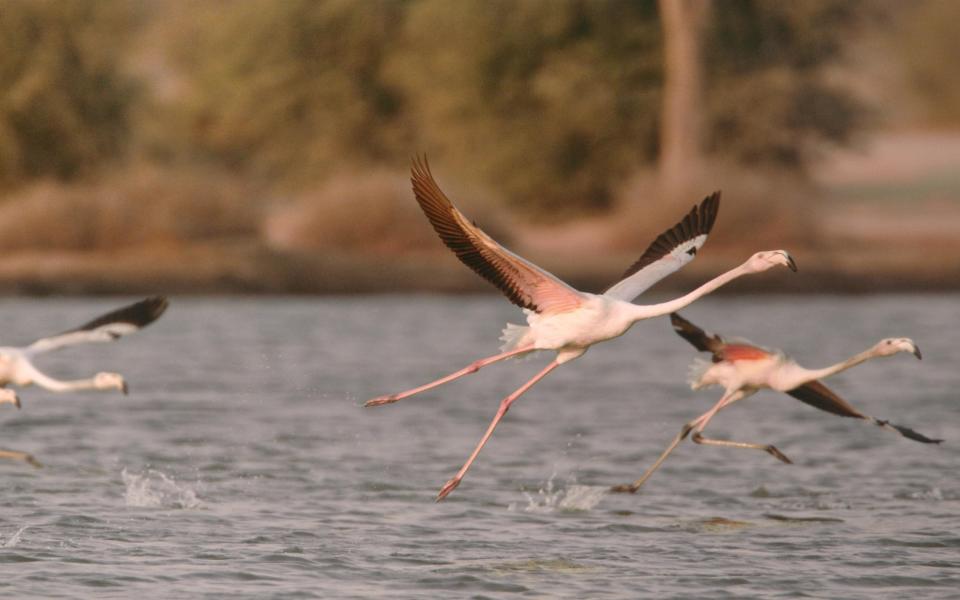 Flamingos in Al Marmoom Desert Conservation Reserve - Dubai Tourism