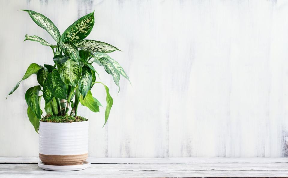 dumb cane, dieffenbachia, a popular houseplant, over a rustic white farmhouse wood table