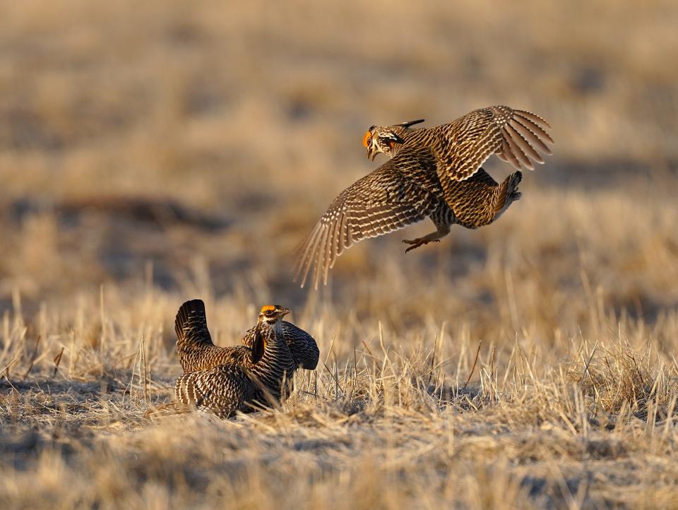 Male greater prairie chickens spar April 19 on a lek, or breeding ground, at Paul J. Olson Wildlife Area near Wisconsin Rapids.