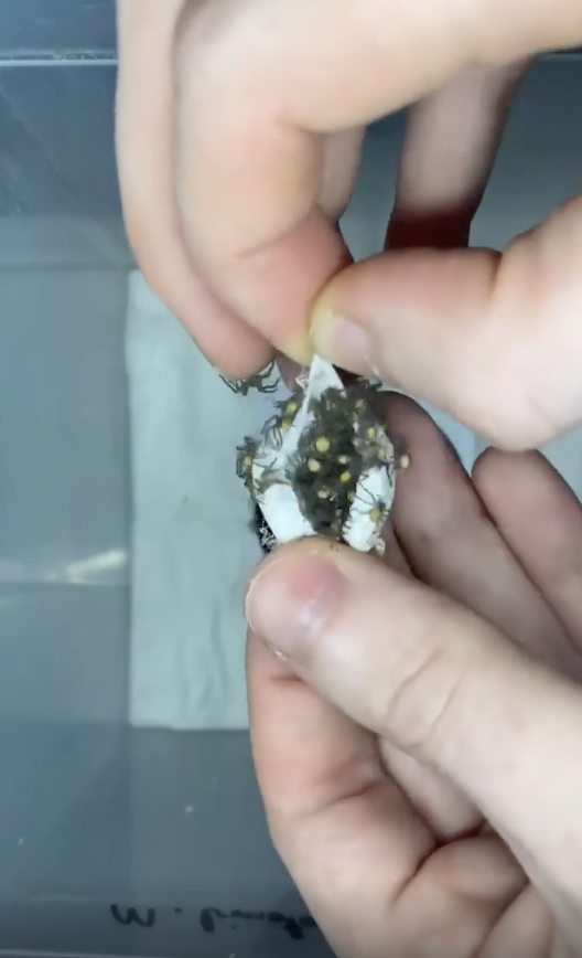 Hand holding a clear packet with seeds and a damp paper towel for germination