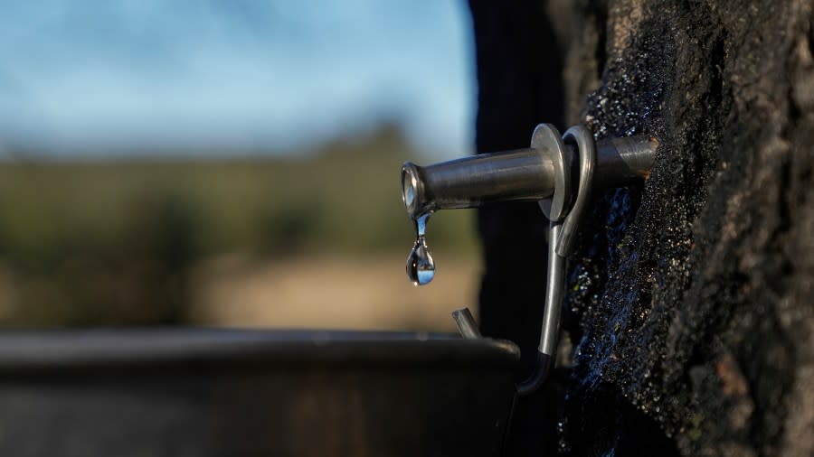 Maple sap drips from a spile into a bucket, Sunday, Feb. 25, 2024, in Deerbrook, Wis. In many parts of Wisconsin and the Midwest this year, the warmest winter on record drove farmers and hobbyists alike to start collecting tree sap for maple syrup a month or more earlier than they normally would. (AP Photo/Joshua A. Bickel)