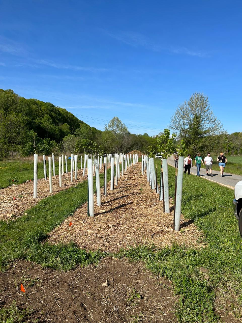 Hardesty Lane Tree Nursery plantings on April 29, 2023.