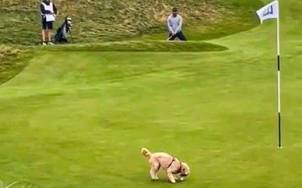 The dog grabs Gareth Bale's ball