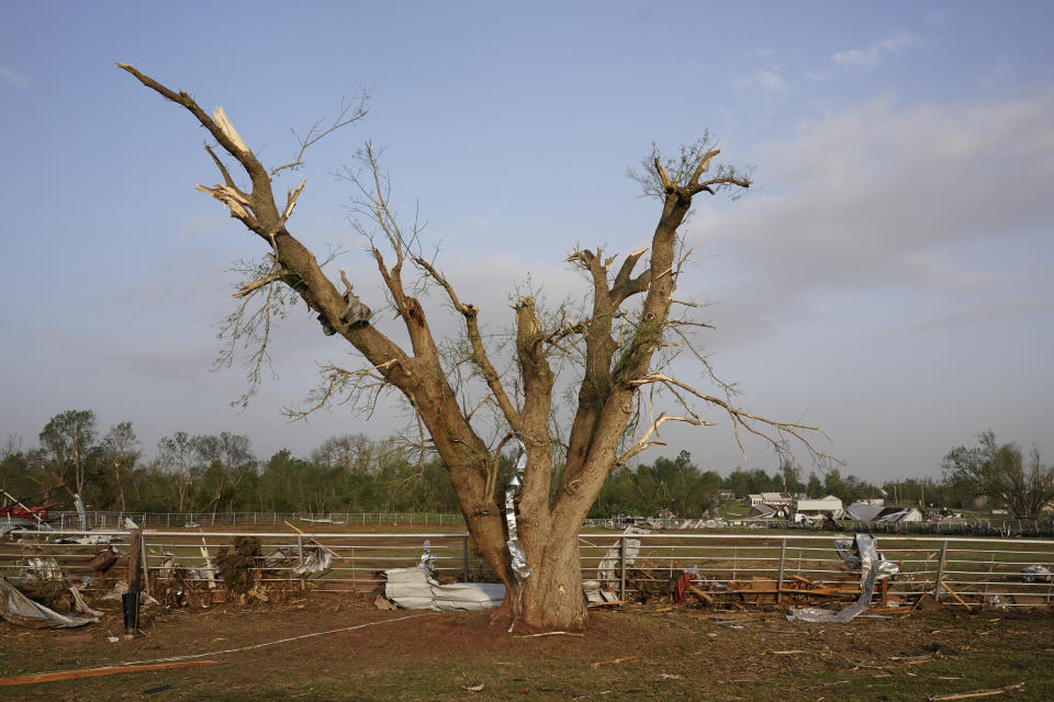 A tree in a field with many branches split from the trunk and a few spring shoots sprouting out.