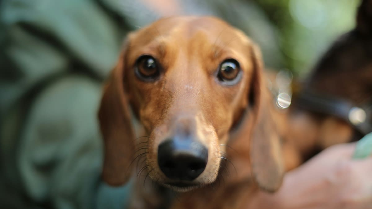 Si les humains donnent la priorité aux stimulis visuels, les animaux utilisent davantage l'odorat et l'ouïe.| Vitor Fontes via Unsplash