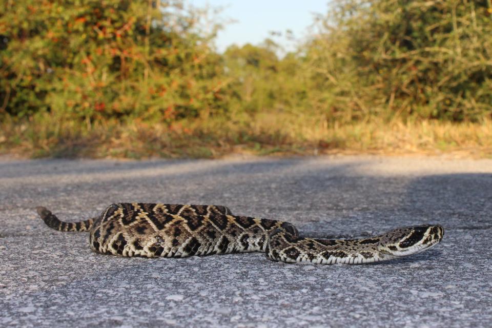 The eastern diamondback rattlesnake is the largest and most dangerous of the snakes that are native to Florida.