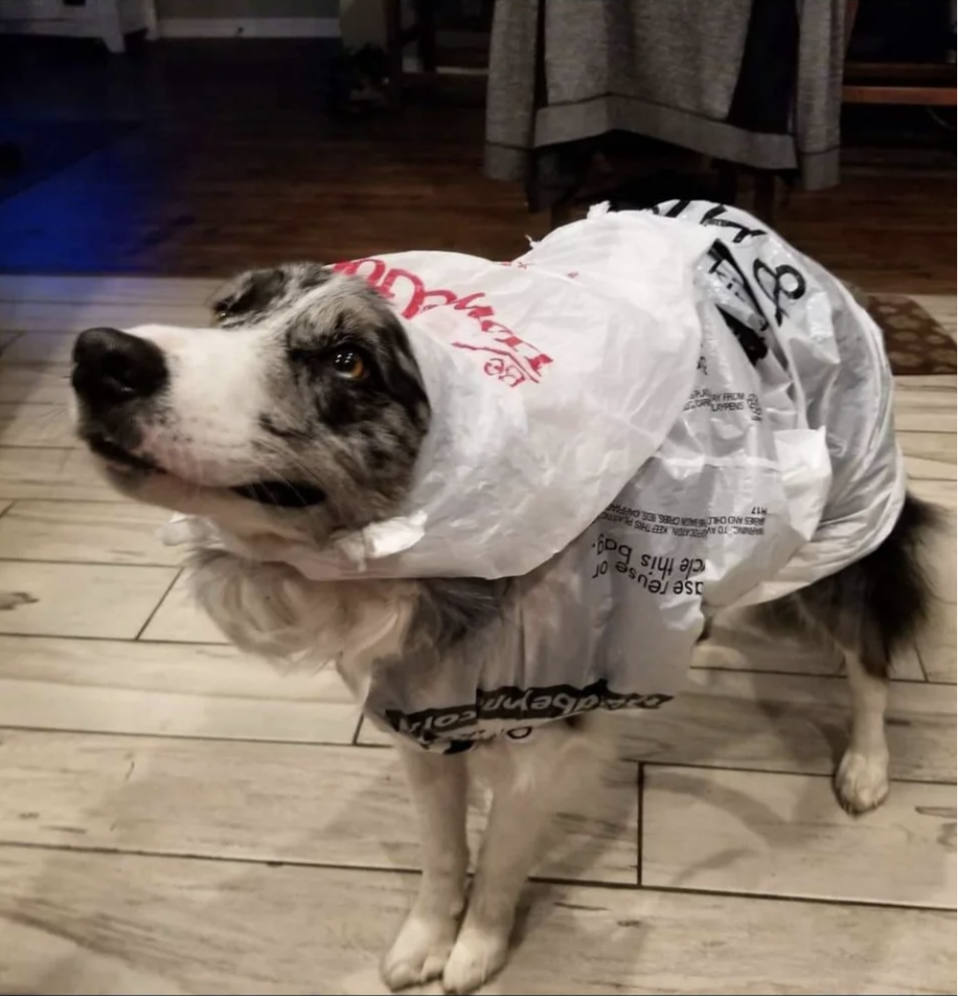 a dog wearing a plastic store bag