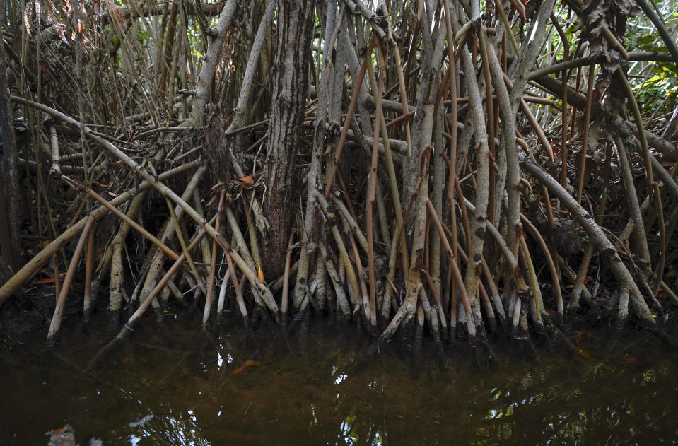 A tangle of mangrove roots grow alongside a shore in San Crisanto, near Progreso, in Mexico’s Yucatan Peninsula, Friday, Oct. 8, 2021. Despite the country's monitoring system, local researchers say that for every hectare (2.5 acres) of mangrove restored in southeast Mexico, 10 hectares are degraded or lost. (AP Photo/Eduardo Verdugo)