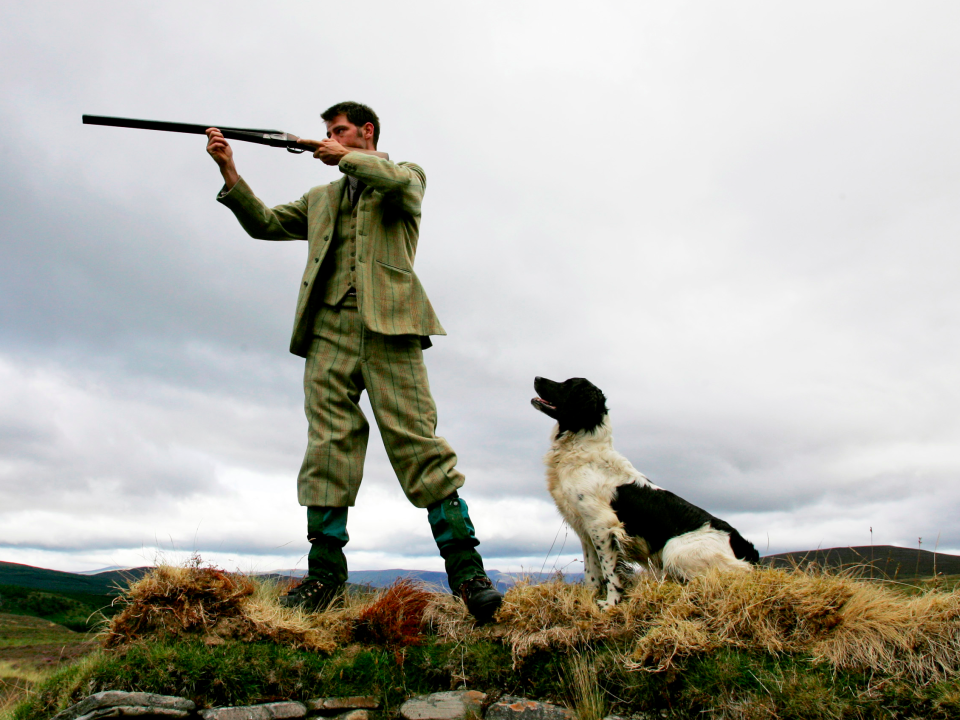 gun hunting gun dog