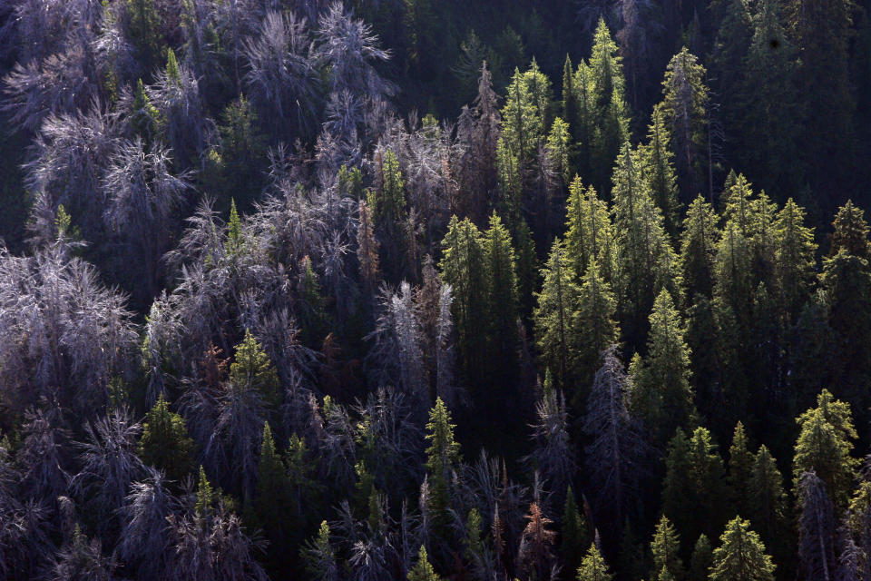 FILE - This Aug. 1, 2011 file photo, shows whitebark pine that have succumbed to mountain pine beetles through the Gros Ventre area east of Jackson Hole, Wyo. U.S. officials say climate change, beetles and a deadly fungus are imperiling the long-term survival of the high-elevation tree found in the western U.S. (Rick Egan/The Salt Lake Tribune via AP, File)