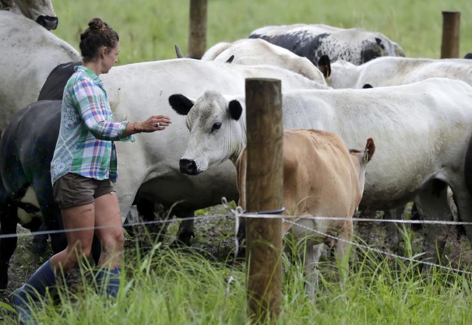 Rachel Bouressa moves a herd of British White Park cattle from one small pasture to another on the Bouressa Family Farm on July 15 in the Township of Royalton. Through the Great Lakes Restoration Initiative Bouressa was able to get funding to build a fence around her farm and pursue managed grazing, which helps out the Great Lakes watershed.