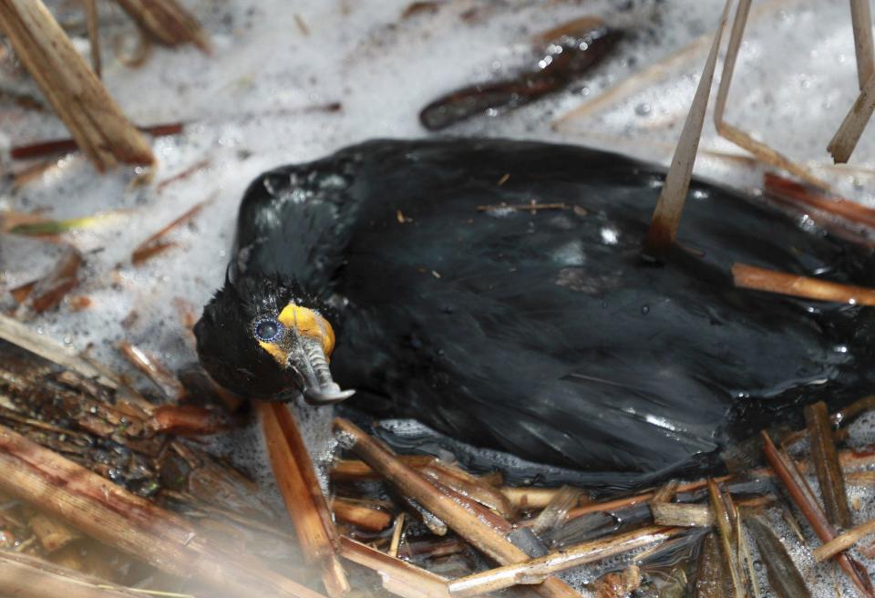 A double-crested cormorant struggles and is likely dying of avian flu along the edge of Baker's Lake on April 13, 2022, near Barrington, Illinois.  / Credit: Stacey Wescott/Chicago Tribune/Tribune News Service via Getty Images