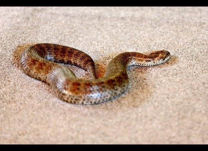 Supposedly, the Death Adder was the snake that Cleopatra used to kill herself. One bite from this venomous snake, and respiratory arrest and paralysis are likely to occur. Without treatment, 50 percent of bites <a href="http://www.theactivetimes.com/content/world-s-deadliest-sharks" target="_hplink">usually lead to death</a>.    <em>Photo Credit:  Thinkstock</a></em>  