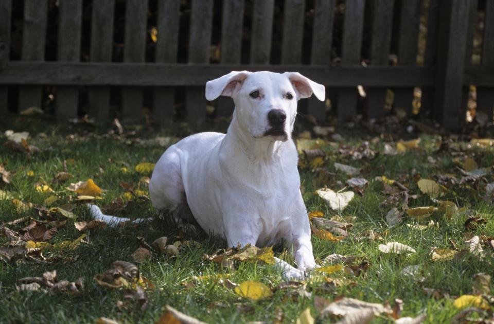 dogo argentino