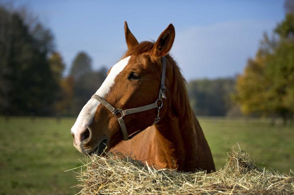 A Chicago man on horseback led police on gallop-speed cheese along  highway. (Getty Images)