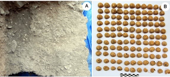 Archaeologists recently uncovered evidence of (a)a fireplace and (b) snail shells with evidence of burning in a rock shelter in Spain. The find, which dates to 30,000 years ago, suggests humans ate snails during the Paleolithic period.