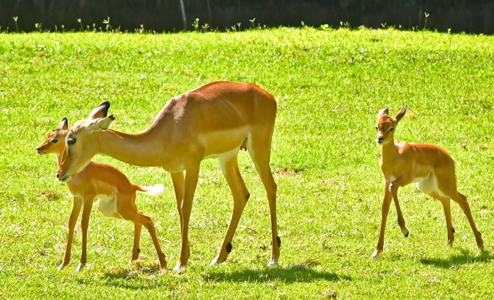 Two of the three Impala foals born recently at the Brevard Zoo in Viera . A male born to Holly on June 25, a male born to Kiswa on June 26, and a female to Jamil on July 2.