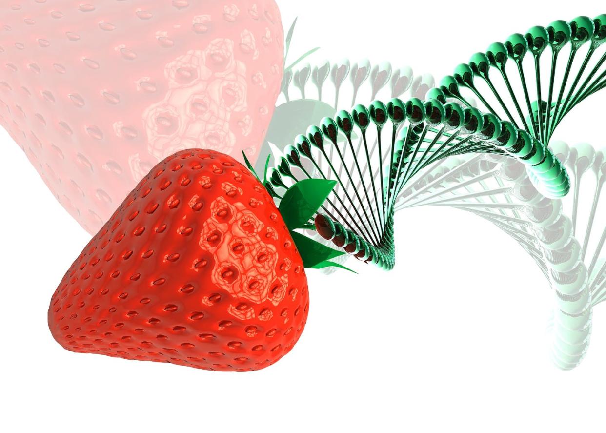 <span class="caption">What determines whether a genetically modified vegetable or fruit is natural?</span> <span class="attribution"><a class="link " href="https://www.gettyimages.com/detail/illustration/strawberry-and-dna-illustration-royalty-free-illustration/1178748888?adppopup=true" rel="nofollow noopener" target="_blank" data-ylk="slk:VICTOR HABBICK VISIONS/SCIENCE PHOTO LIBRARY;elm:context_link;itc:0;sec:content-canvas">VICTOR HABBICK VISIONS/SCIENCE PHOTO LIBRARY</a></span>