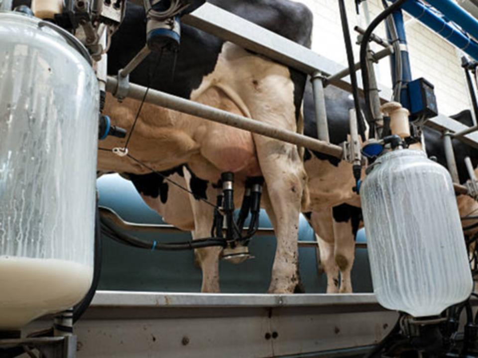Infected dairy cows are culled (Getty Images/iStockphoto)
