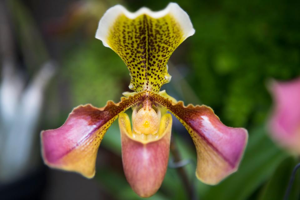 Views from the newly renovated orchid house at Longwood Gardens.