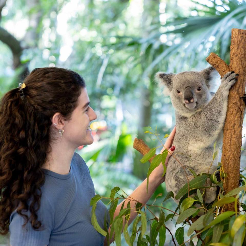 圖片來源：官方FB　Lone Pine Koala Sanctuary