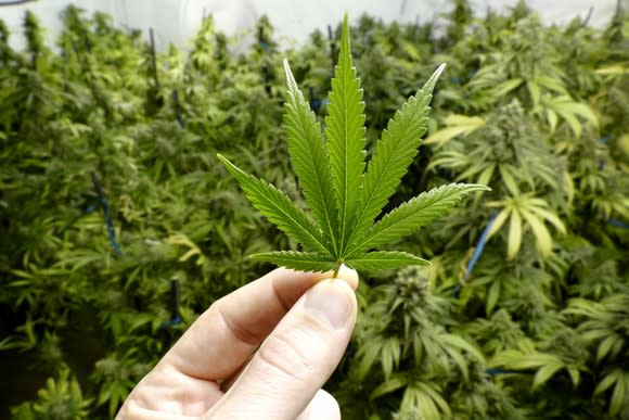 Two fingers holding marijuana leaf, with large stand of growing cannabis plants in the background.