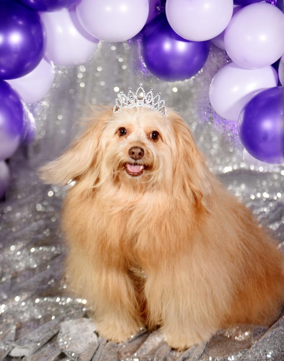 Beanie is a mix of pomeranian, poodle, spitz and Gordon setter, owned by Patti Hunsicker,  who is part of the Robinson's Rescue 2022 Best in Sheaux homecoming court. 
