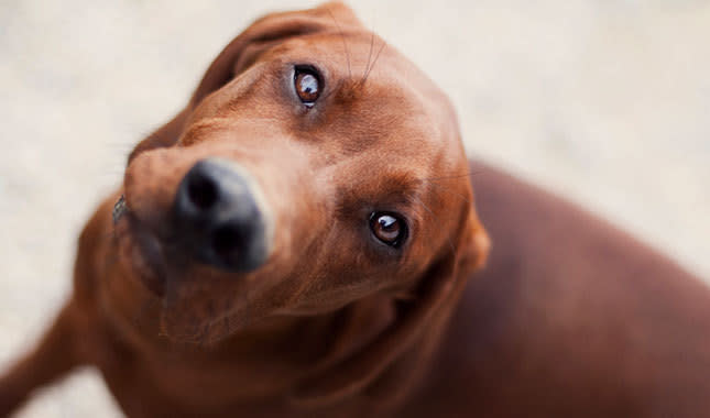 Redbone Coonhound