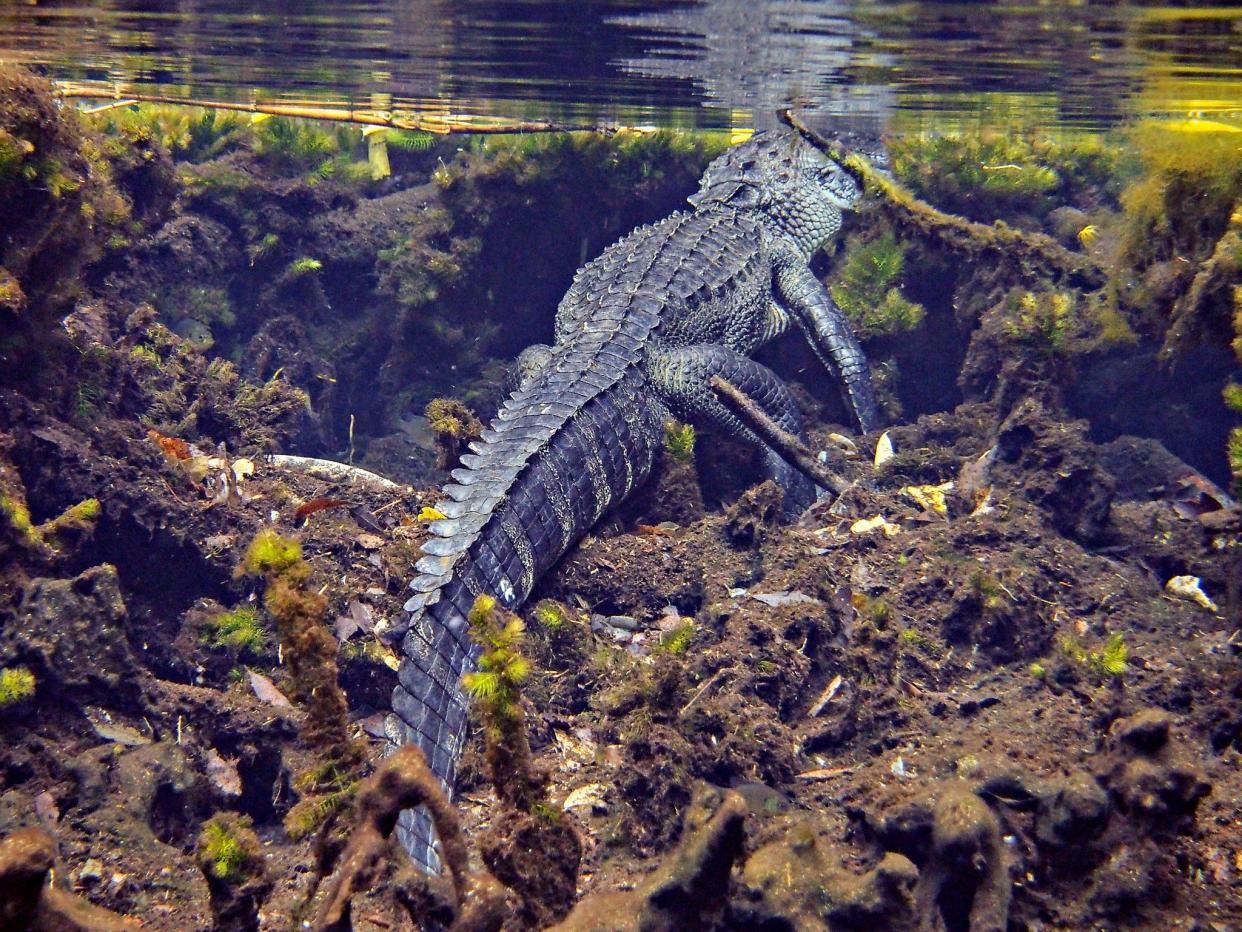 Alligators nest near swimmers at the Ocala National Forest's Alexander Springs Recreation Area. The threat is usually minimal but three swimmers have been bitten over the past year.
