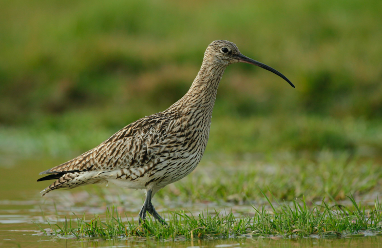 Curlew number have dropped by 64% since 1970 (PA)