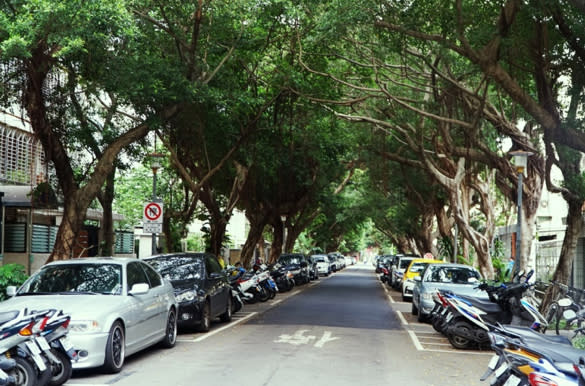 民生社區街道上「環抱著的路樹」。攝影/李奕萱