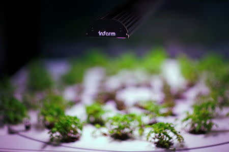 An employee of the urban farming start-up Infarm checks an indoor growing system at the company's showroom in Berlin, Germany, February 5, 2018. REUTERS/Hannibal Hanschke