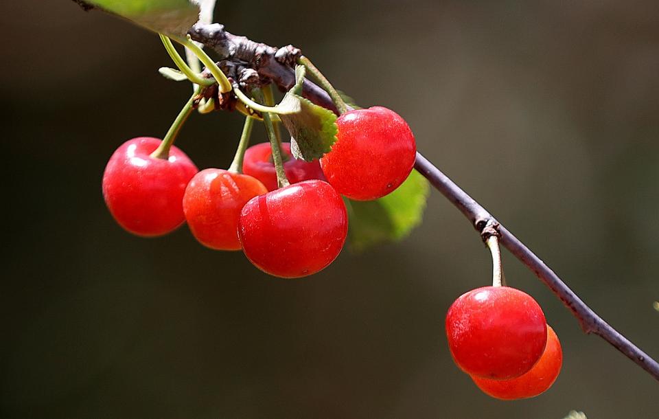 Cherries are pictured at Chad Rowley’s farm in Payson on Thursday, July 27, 2023. | Kristin Murphy, Deseret News