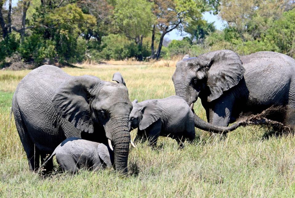 Juliana Gle Tourneau, an American tourist, died after an elephant attacked her vehicle during a wildlife excursion in Zambia. (File photo) (EPA)