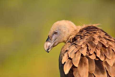 This strange, remote place is home to vultures - Credit: GETTY