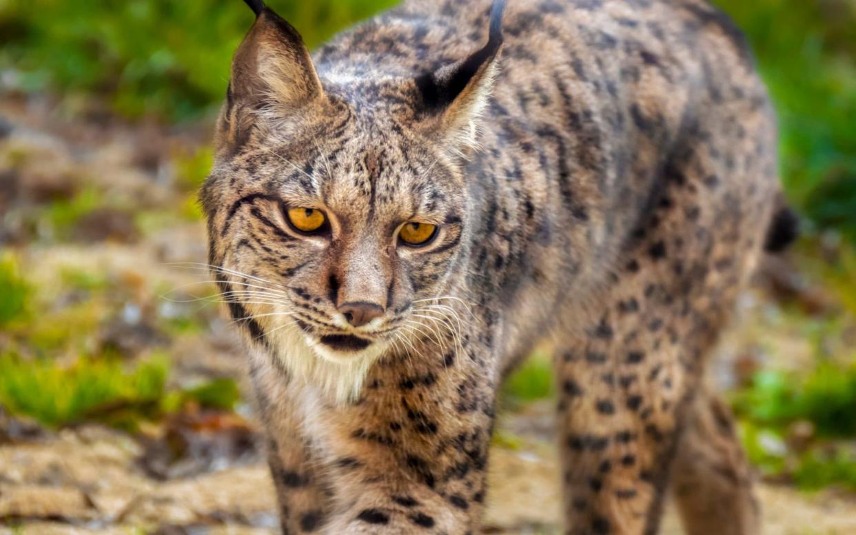 The Iberian lynx was formerly close to extinction - Daniel Hernanz Ramos /Moment RF 